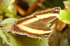 Yoma sabina