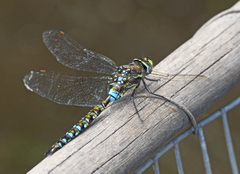 Rhionaeschna marchali