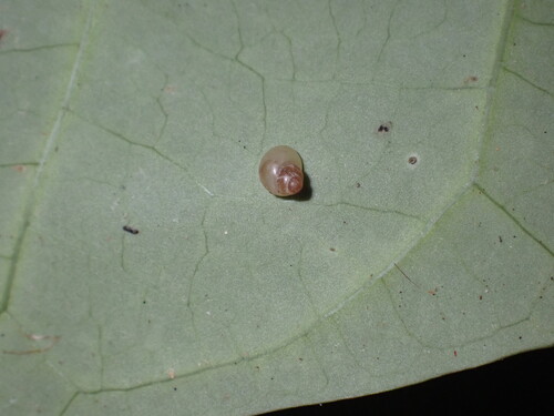 Elasmias apertum observed 2025-07-07