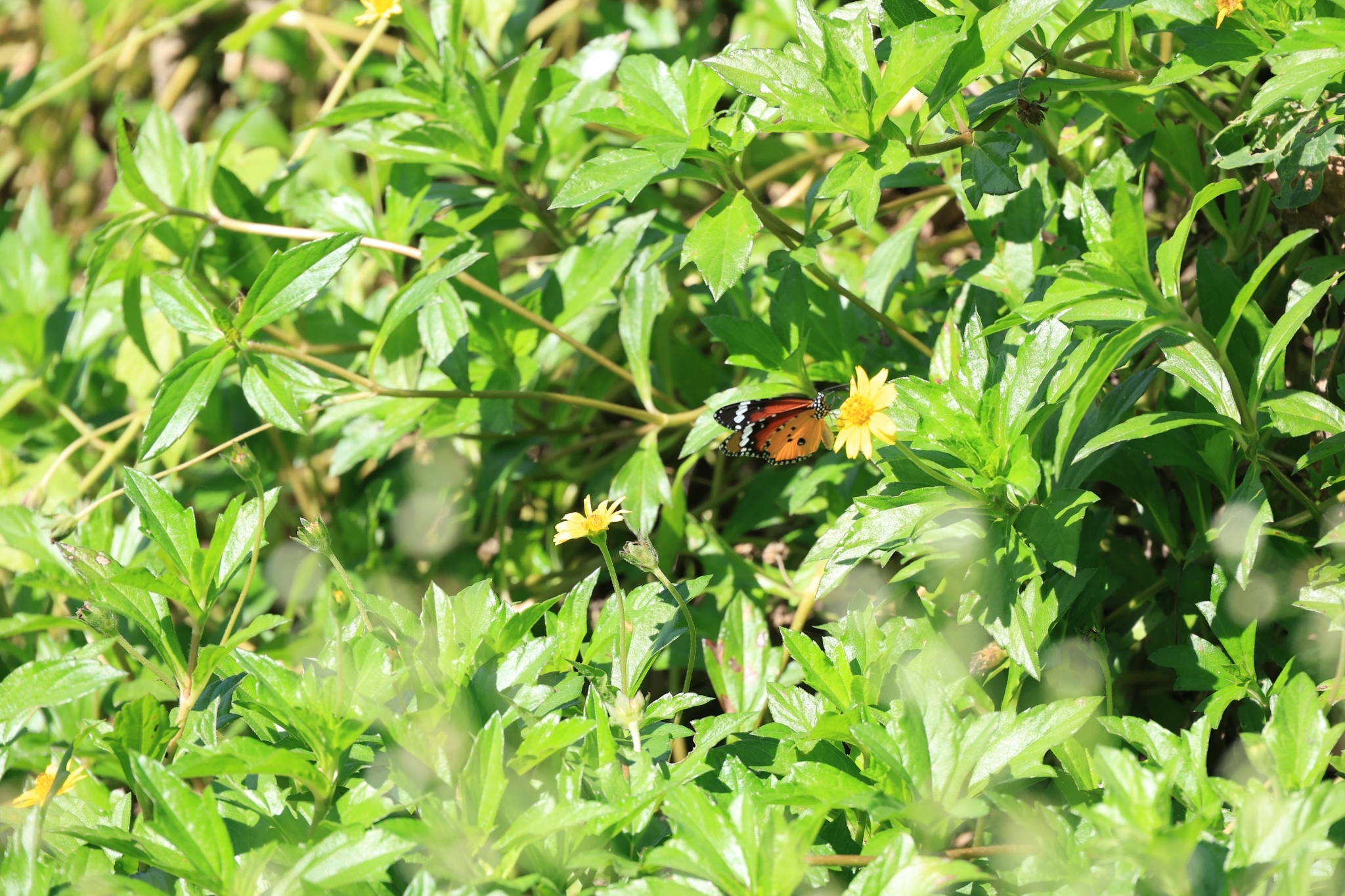 Plain Tiger