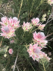 Phylecoideae