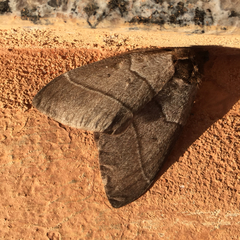 Hemileucinae