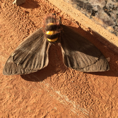 Hemileucinae