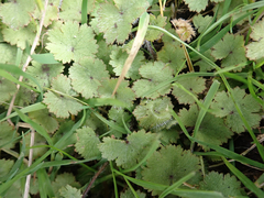 Hydrocotyle moschata moschata