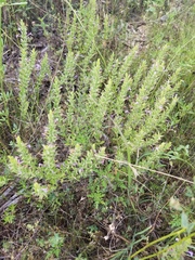 Hedeoma reverchonii