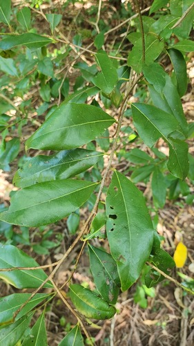 Litsea fawcettiana observed 2025-06-30