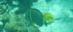 Acanthurus guttatus