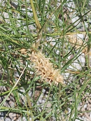 Cenchrus tribuloides