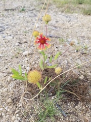 Gaillardia aestivalis