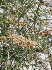 Cenchrus tribuloides