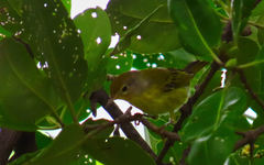 Setophaga petechia xanthotera