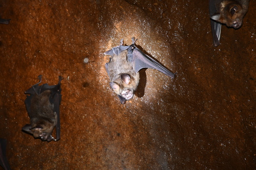 Great Roundleaf Bat