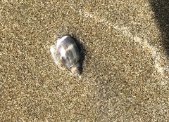 Olivella columellaris