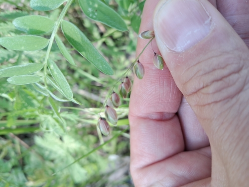 Melica nutans iNat (3)