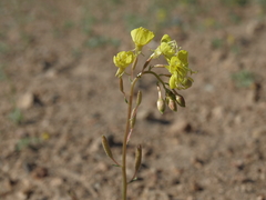 Chylismia claviformis lancifolia