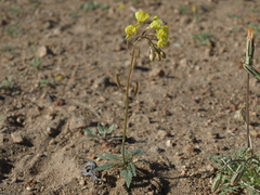 Chylismia claviformis lancifolia