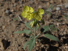 Chylismia claviformis lancifolia