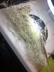 Usnea scabrata