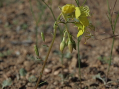 Chylismia claviformis lancifolia
