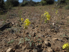 Chylismia claviformis lancifolia