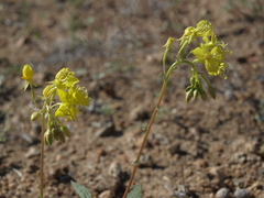 Chylismia claviformis lancifolia