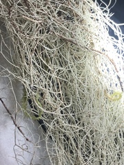 Usnea scabrata