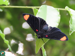 Melanis unxia