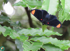 Melanis unxia