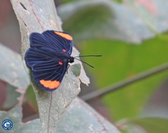 Melanis unxia