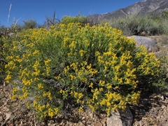 Ericameria cooperi cooperi