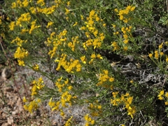 Ericameria cooperi cooperi