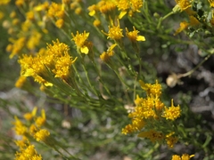 Ericameria cooperi cooperi