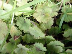 Hydrocotyle moschata moschata