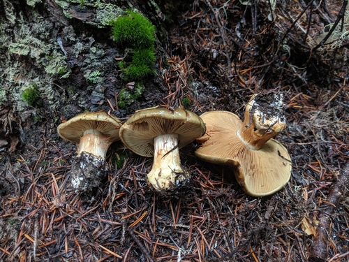 Cortinarius luteicolor iNaturalist United Kingdom