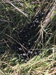 Cervus canadensis nannodes