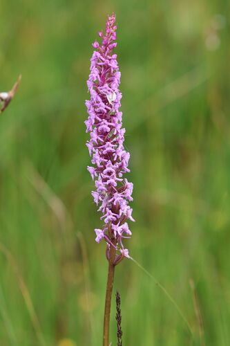 Marsh fragrant orchid (Gymnadenia densiflora)