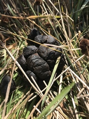 Cervus canadensis nannodes