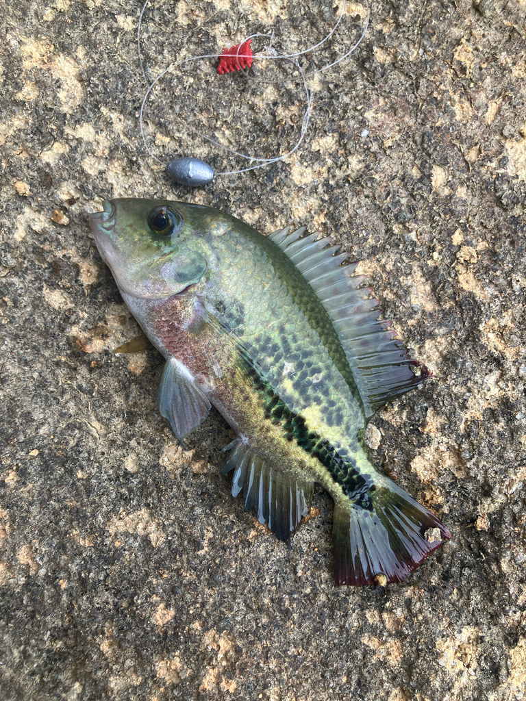 Twoband cichlid