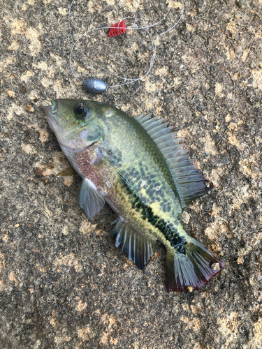 Twoband cichlid
