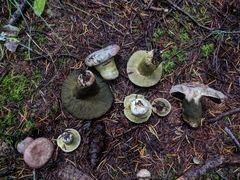 Hypomyces luteovirens