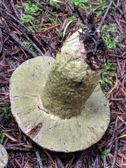 Hypomyces luteovirens