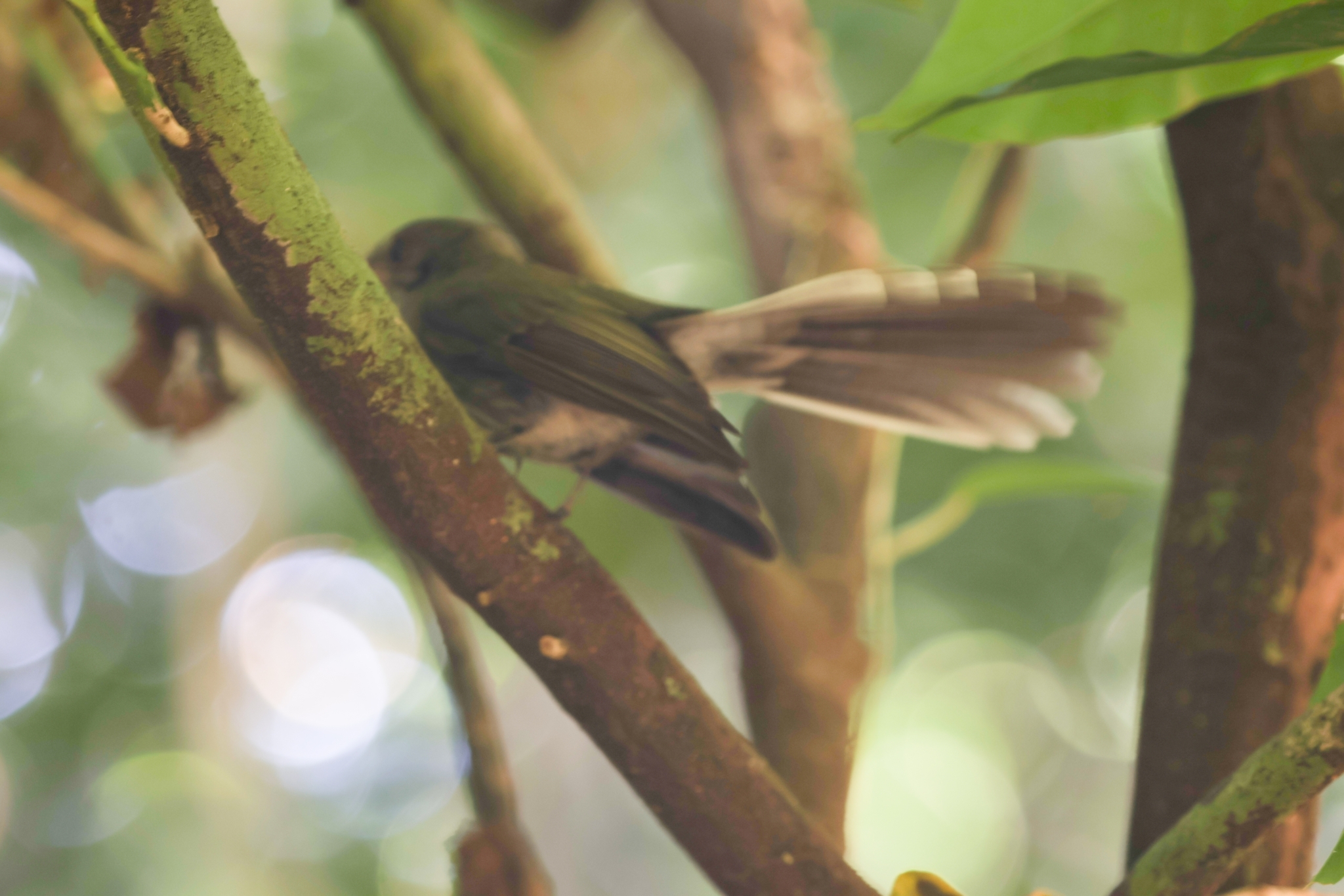 Rennell Fantail illustration