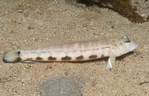 Parapercis ramsayi
