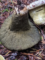 Hypomyces luteovirens
