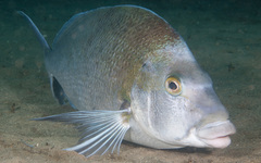 Nemadactylus douglasii