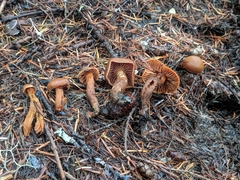 Cortinarius gentilis