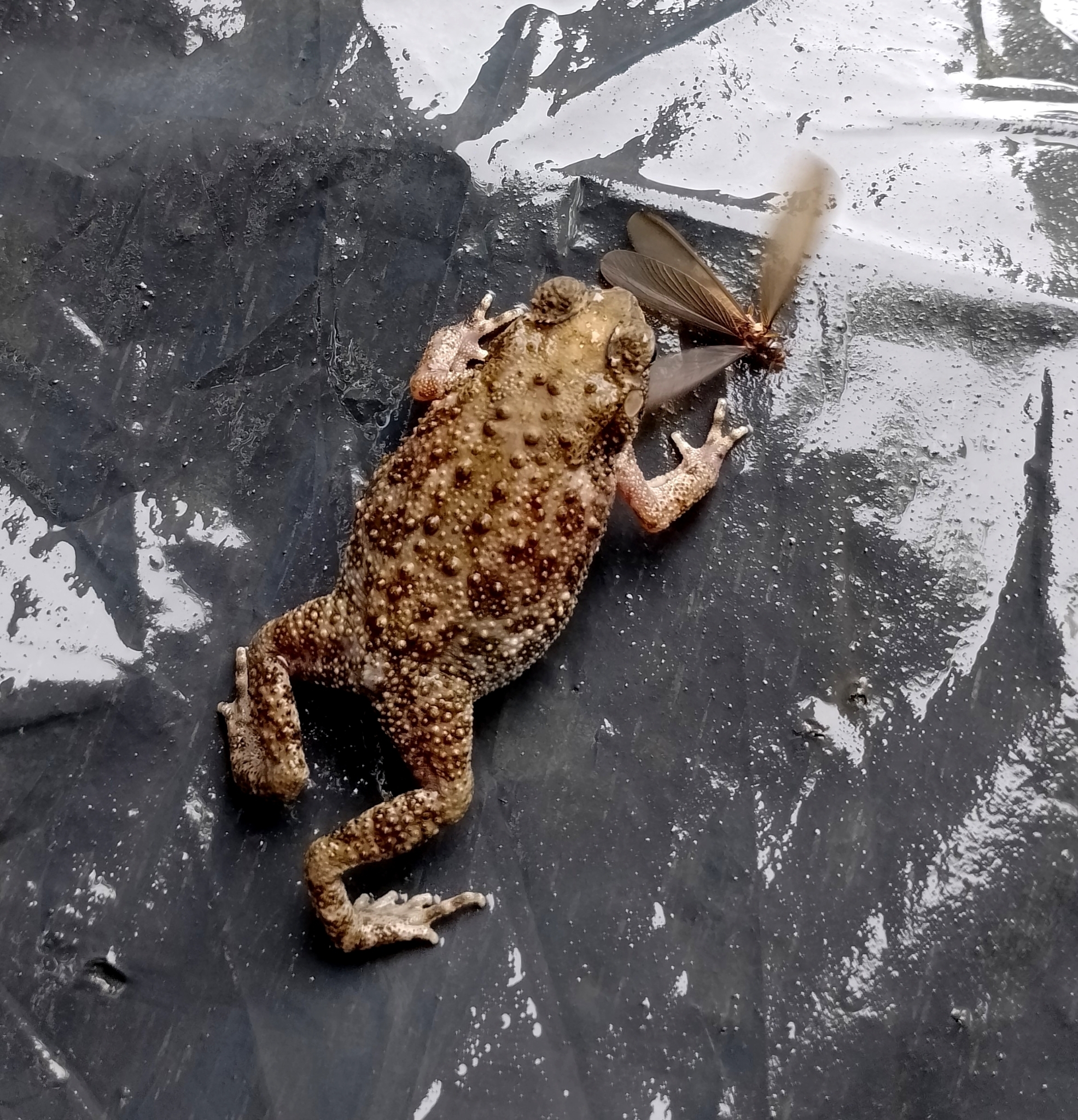 Indian Common True Toad