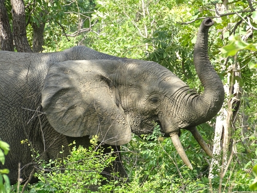African Savanna Elephant