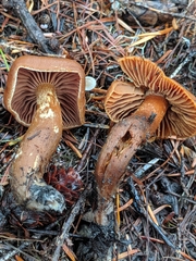 Cortinarius gentilis