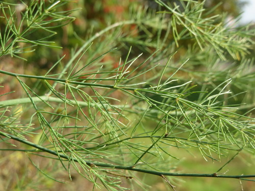 Vaistinis Smidras nuotrauka